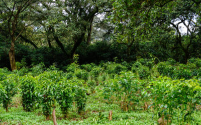 Ethiopia’s Coffee Crisis: EU’s Deforestation Regulation Impact