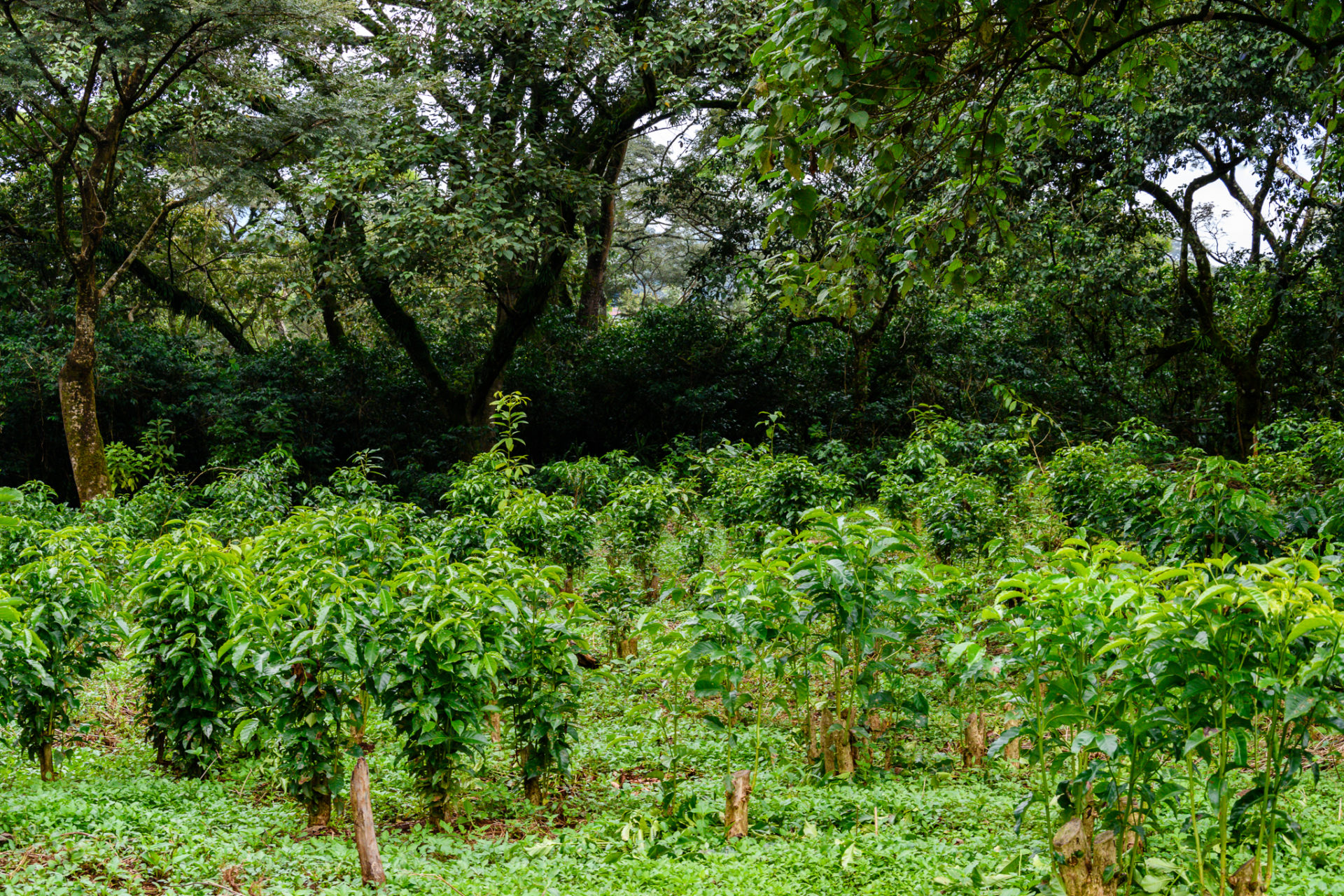 ethiopia-s-coffee-crisis-eu-s-deforestation-regulation-impact